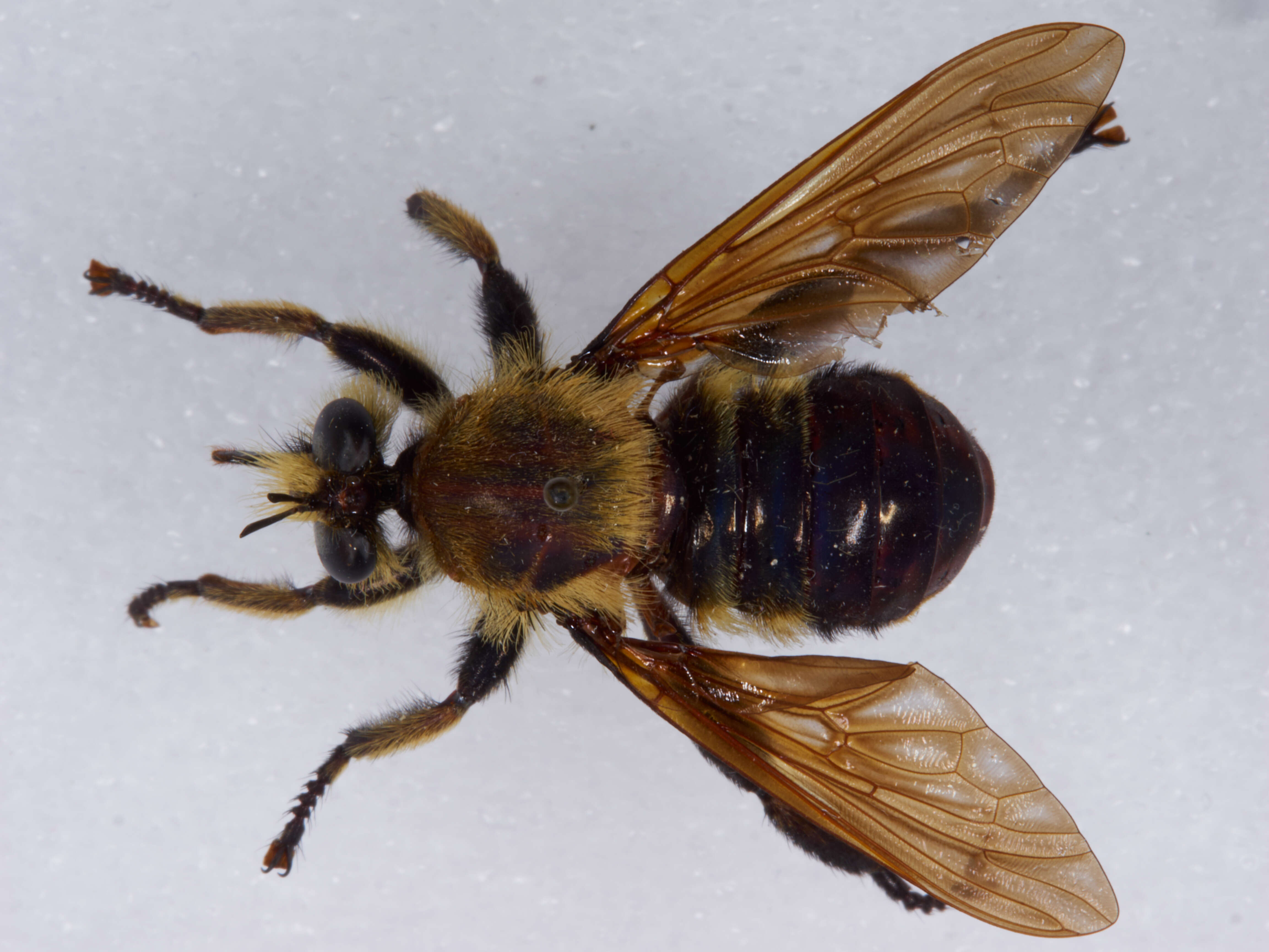 Image of Laphria apila (Bromley 1951)