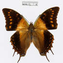 Charaxes cowani Butler 1878的圖片