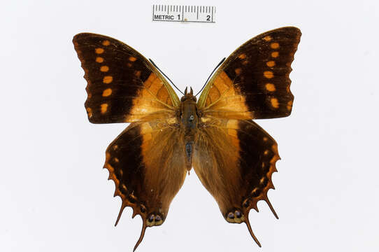 Charaxes cowani Butler 1878的圖片