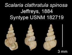 Image of Epitonium dallianum (Verrill & S. Smith)