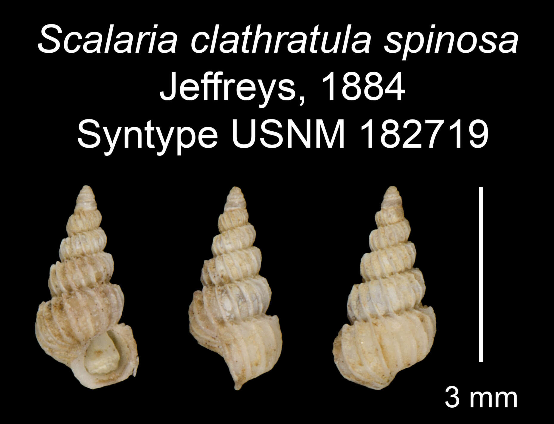 Image of Epitonium dallianum (Verrill & S. Smith)