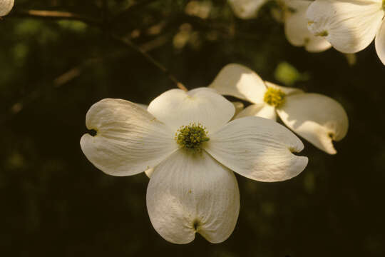 Image of flowering dogwood