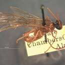 Image of Cidaphus australis Cushman 1924