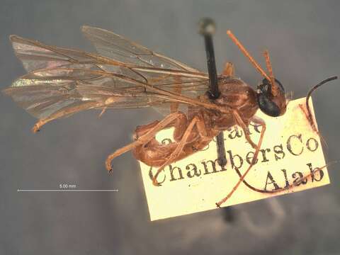 Image of Cidaphus australis Cushman 1924