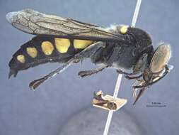 Image of Stictia trifasciata J. Parker 1929