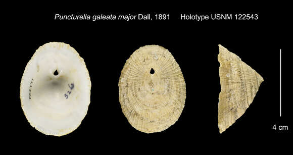 Image of Puncturella major Dall 1891