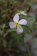 Imagem de Rhexia mariana var. exalbida Michx.