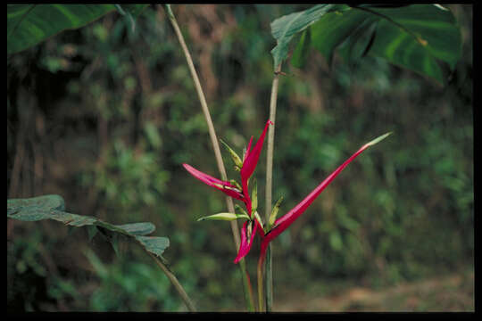 Image of Heliconia willisiana Abalo & G. Morales