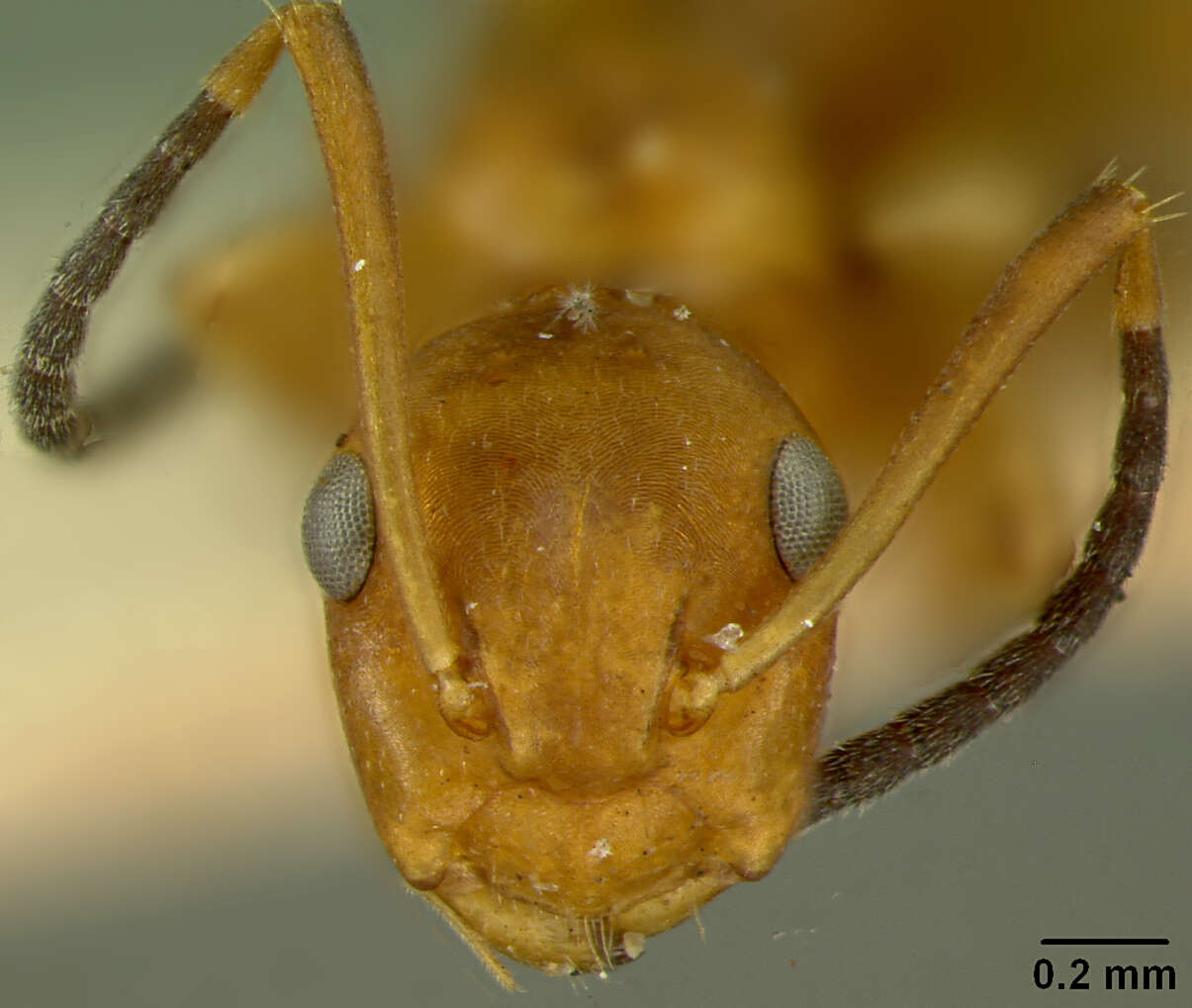 Imagem de Camponotus guppyi Mann 1920