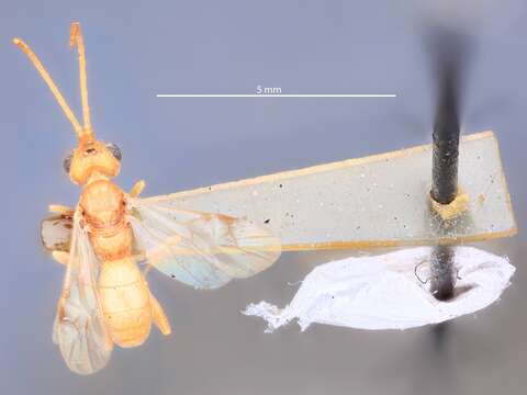 صورة Phanerotoma grapholithae Muesebeck 1933