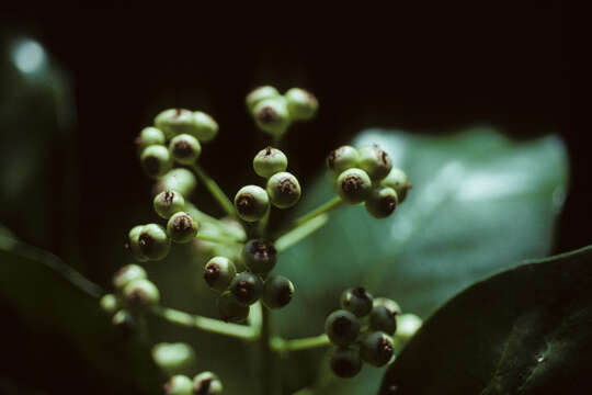 Слика од Dendropanax arboreus (L.) Decne. & Planch.