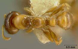 Image of Pseudomyrma maligna var. cholerica Wheeler