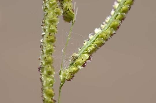 Image of Panama Crown Grass