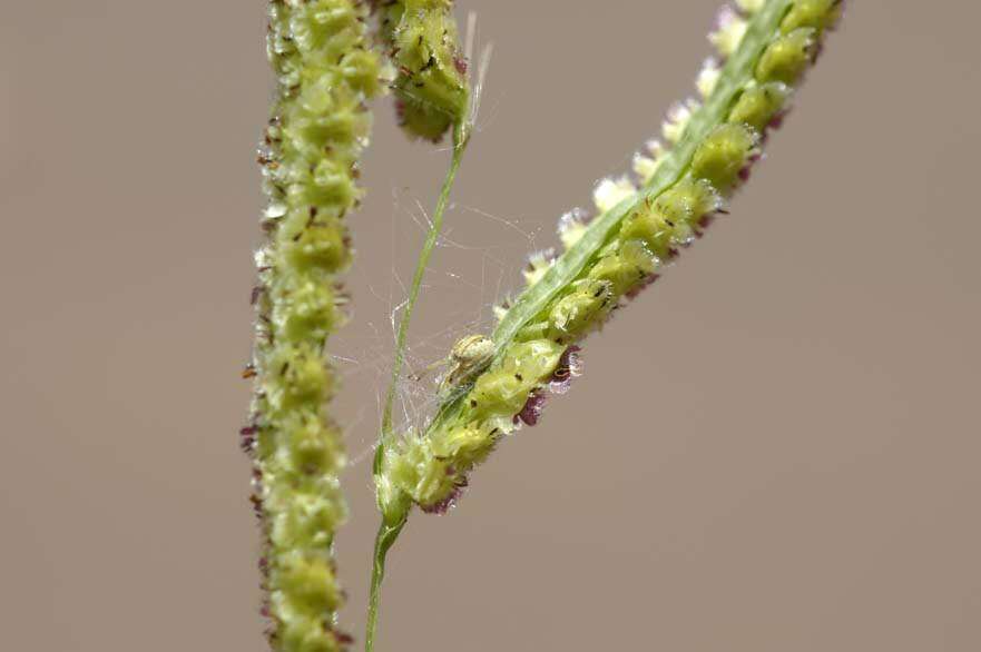 Image of Panama Crown Grass