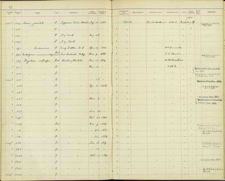 Regulus satrapa satrapa Lichtenstein & Mhk 1823 resmi