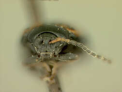 Image of Horseradish Flea Beetle