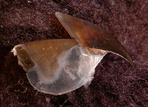 Image of Discoteuthis Young & Roper 1969