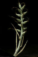 Image of Billbergia pallidiflora Liebm.