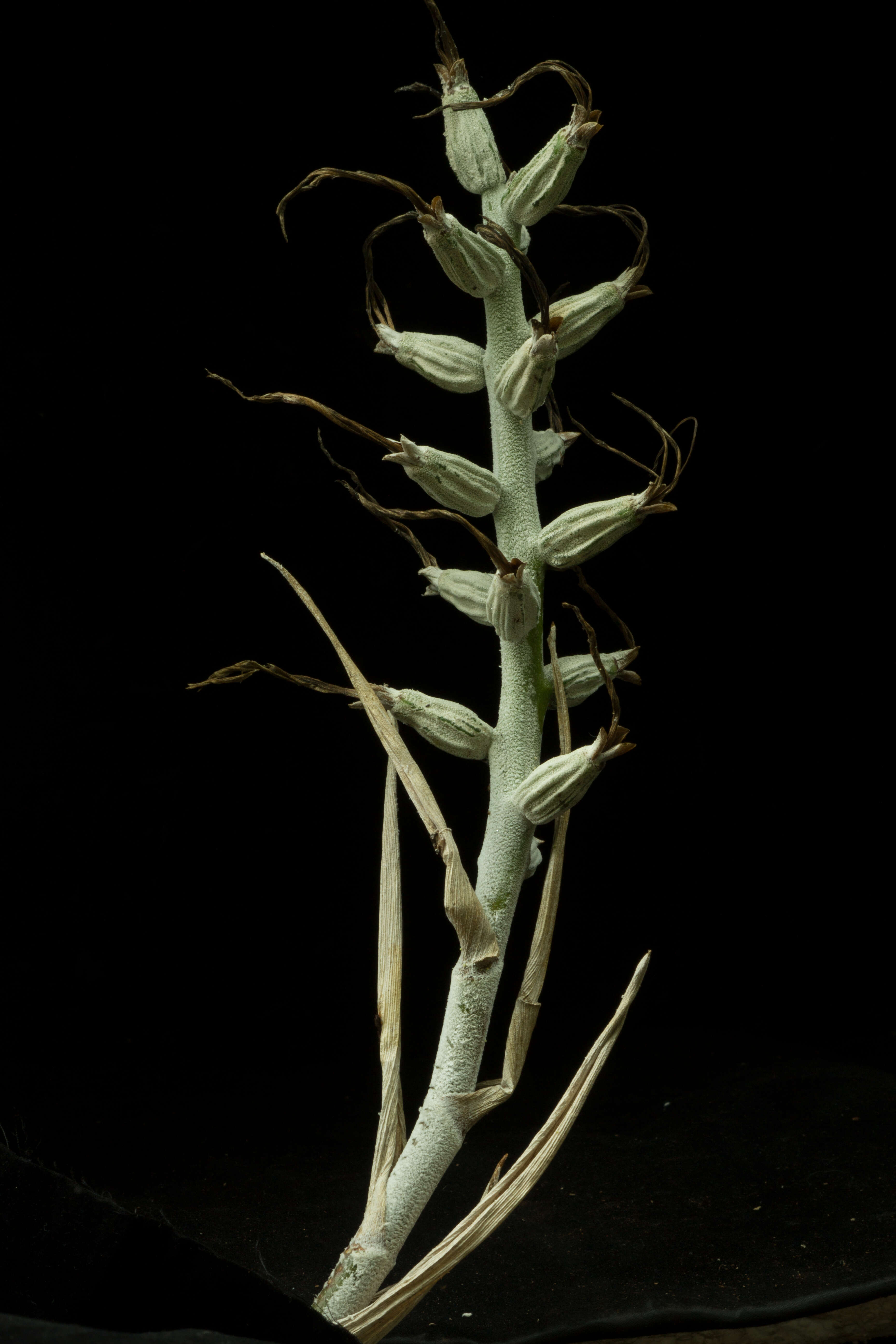 Image of Billbergia pallidiflora Liebm.