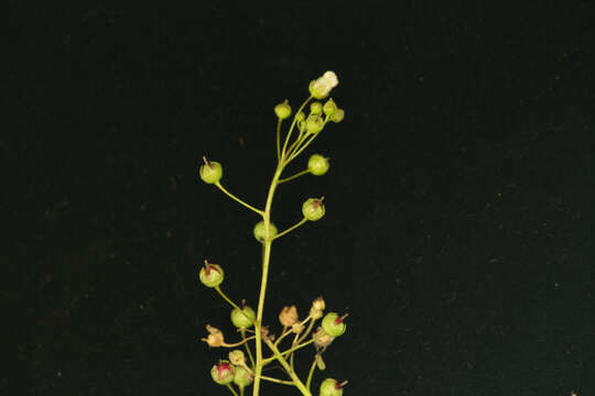 Image of limewater brookweed