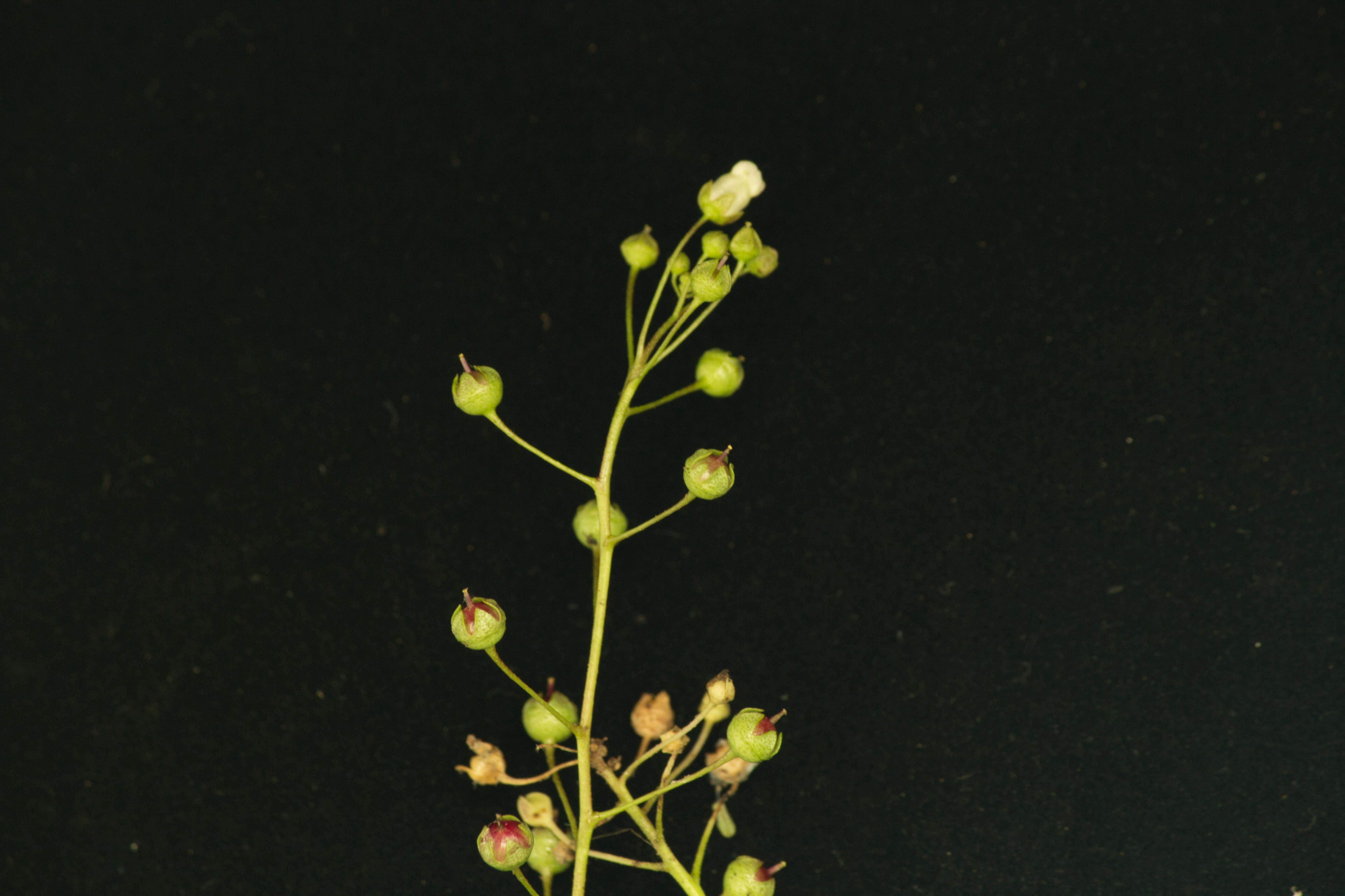 Image of limewater brookweed