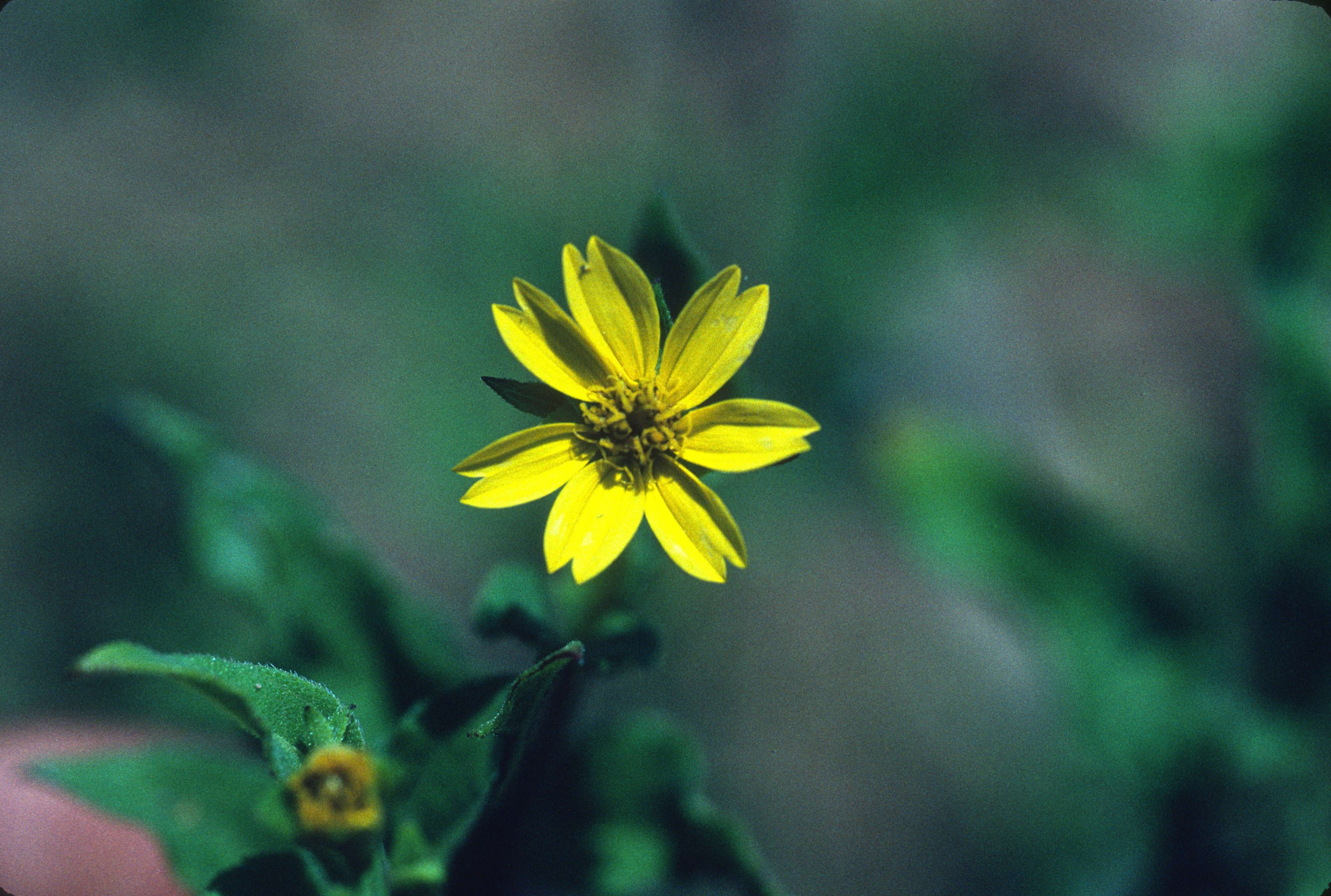 Wedelia calycina Spreng. resmi