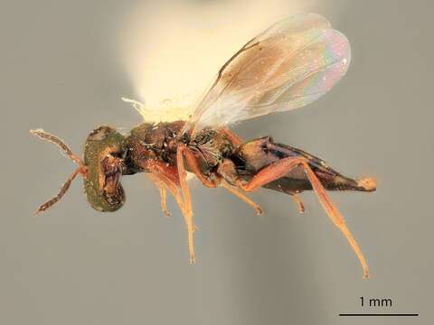 Dibrachys pelos Grissell 1974的图像