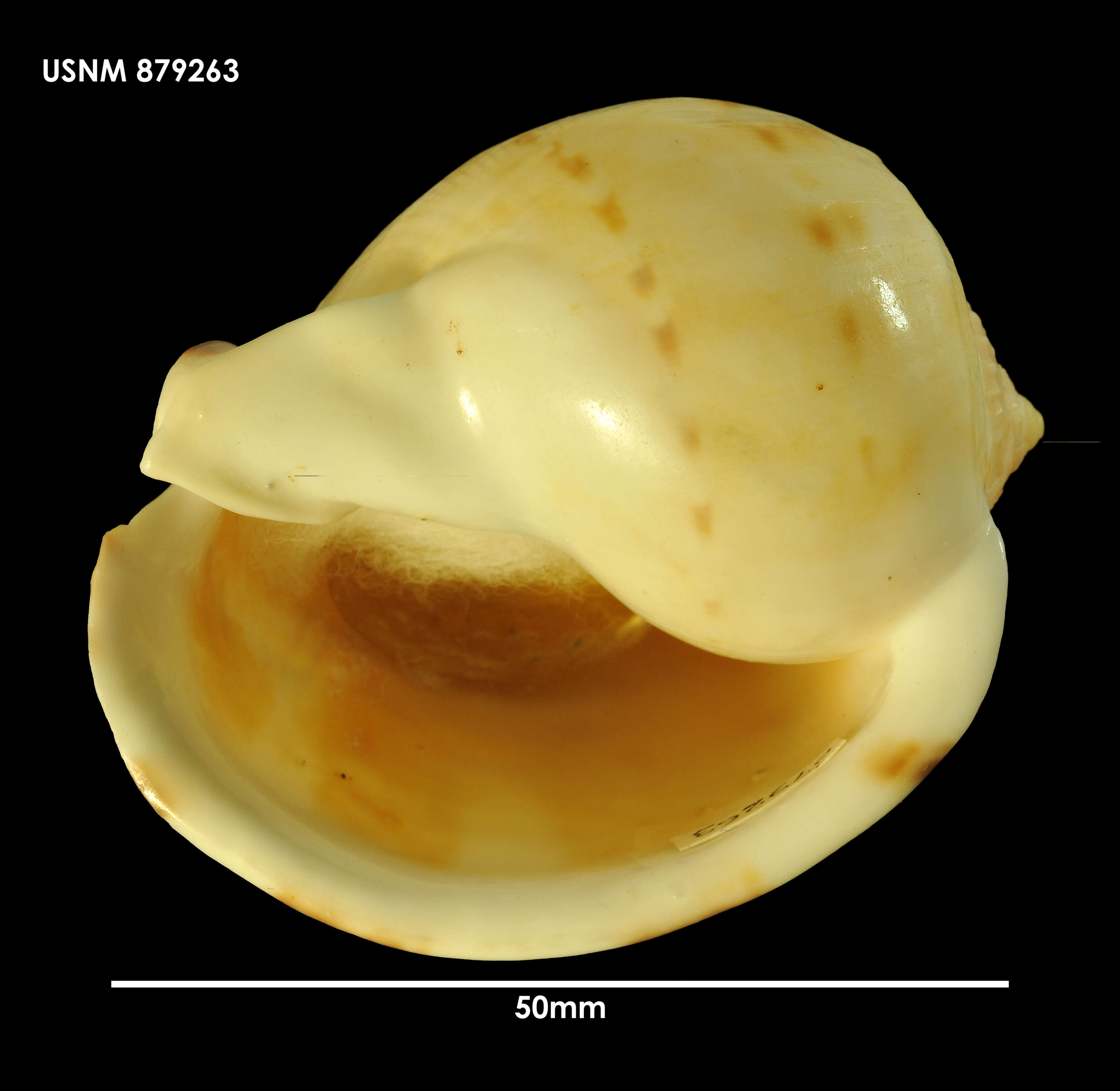 Image of Semicassis pyrum (Lamarck 1822)