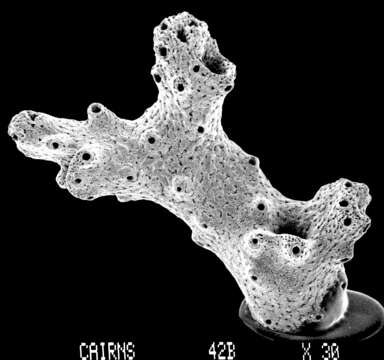 Image of Lepidopora sarmentosa Boschma 1968