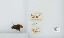 Image of Bombus morio (Swederus 1787)