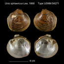 Image of Unio sphaericus Lea