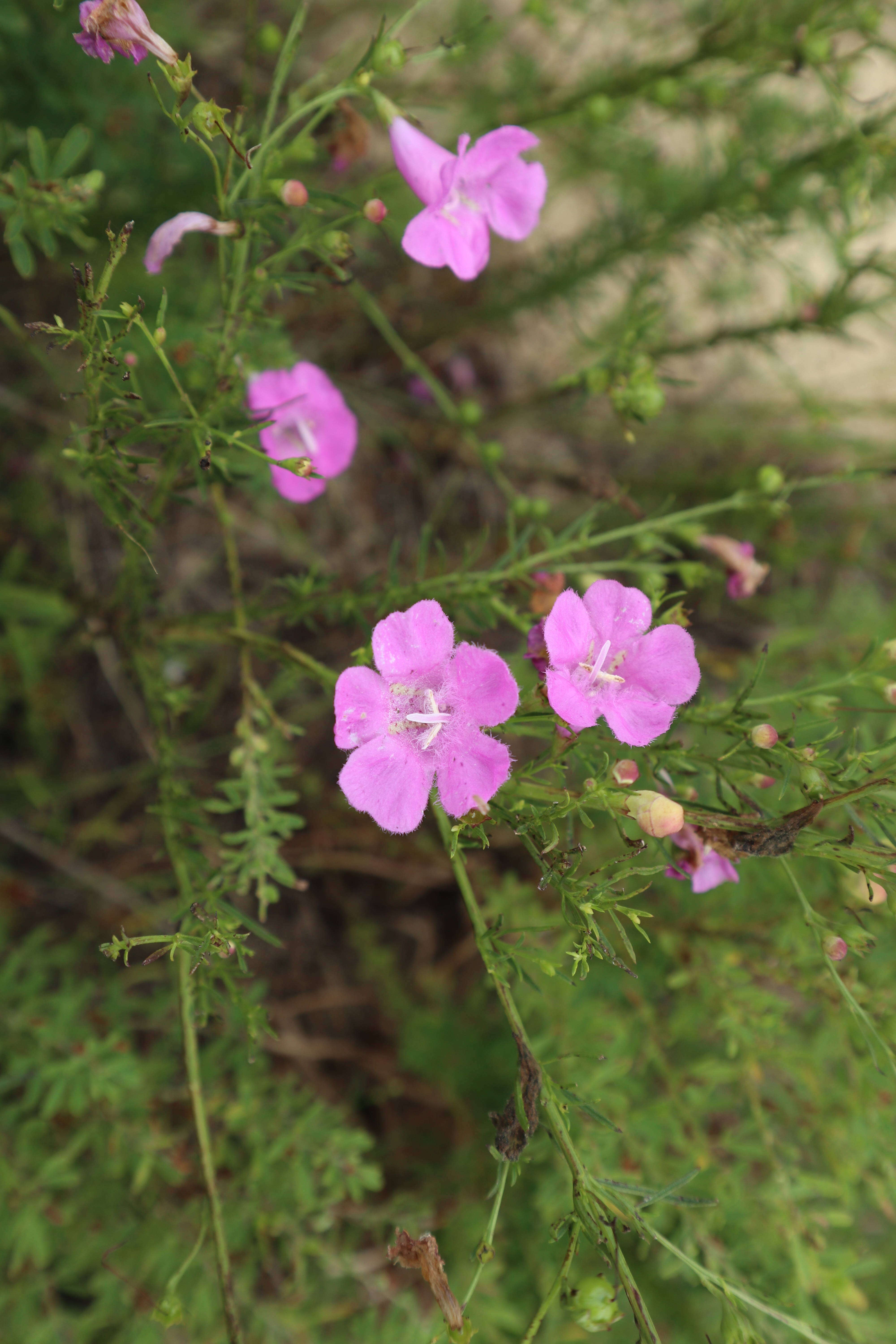 Image of Beach False Foxglove