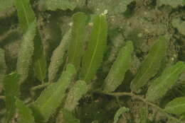 Image of Caulerpa J. V. F. Lamouroux 1809