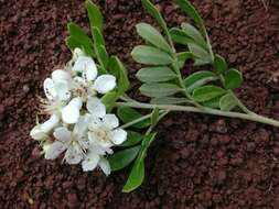 Image of Hawai'i hawthorn