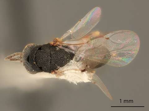 Plancia ëd Eurytoma flavifacies Bugbee 1969