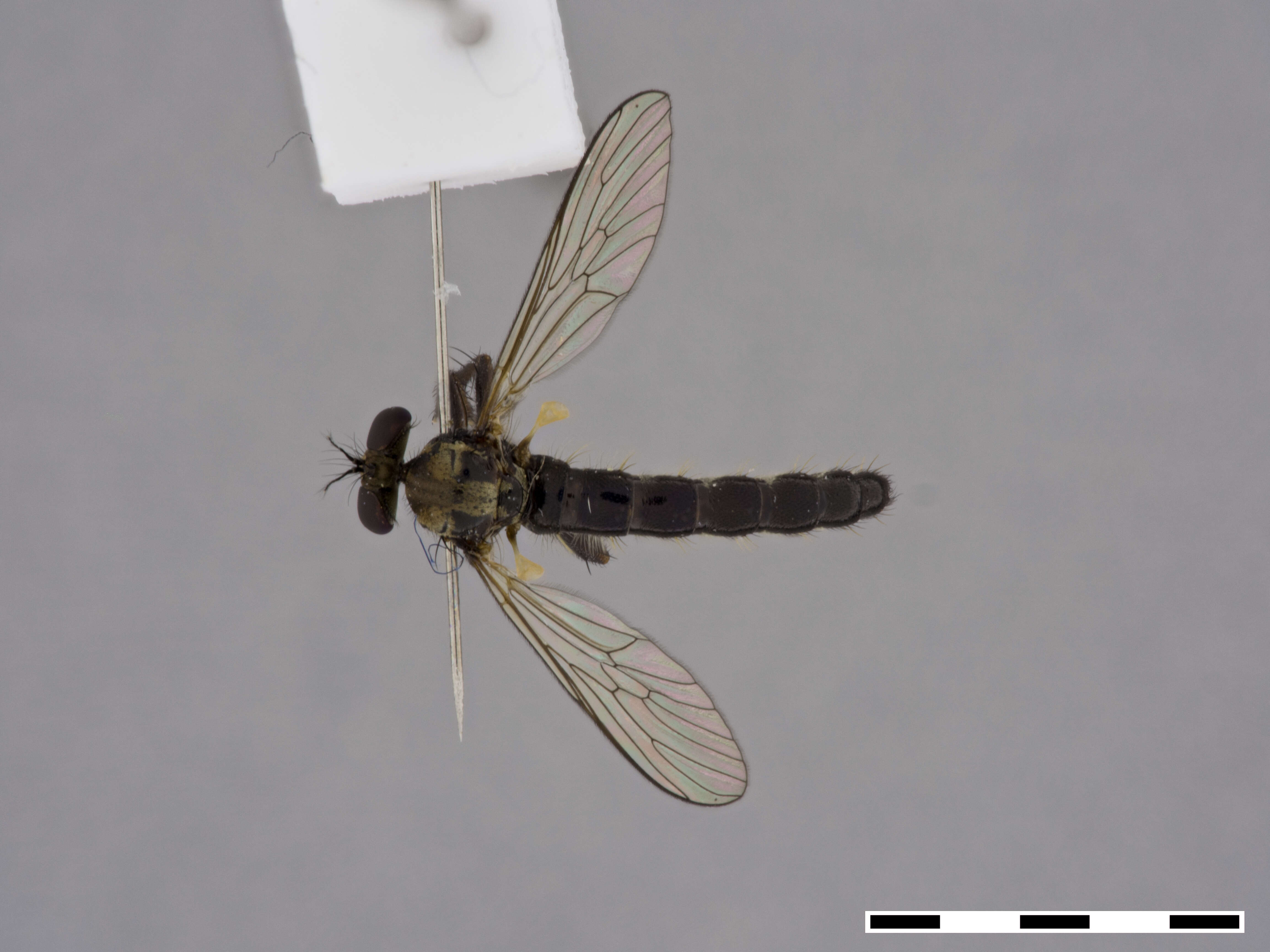 Image de Oligopogon penicillatus Loew 1858