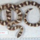 Image of Lampropeltis triangulum gentilis (Baird & Girard 1853)