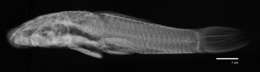 Plancia ëd Chaetostoma anomalum Regan 1903