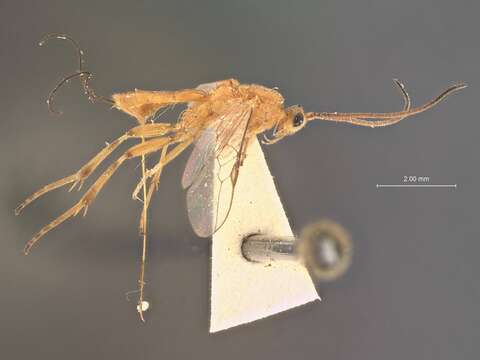 Image of Orgilus gossypii Muesebeck 1956