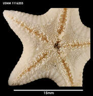 Image of Pseudarchaster discus Sladen 1889