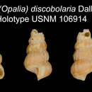 Image of <i>Scala discobolaria</i> Dall