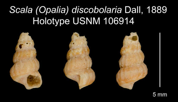 Image of <i>Scala discobolaria</i> Dall