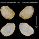 صورة Limopsis knudseni Dell 1990