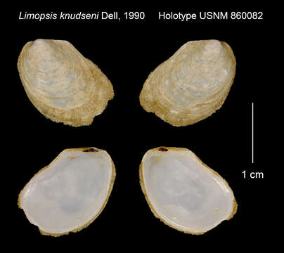 Image of Limopsis knudseni Dell 1990