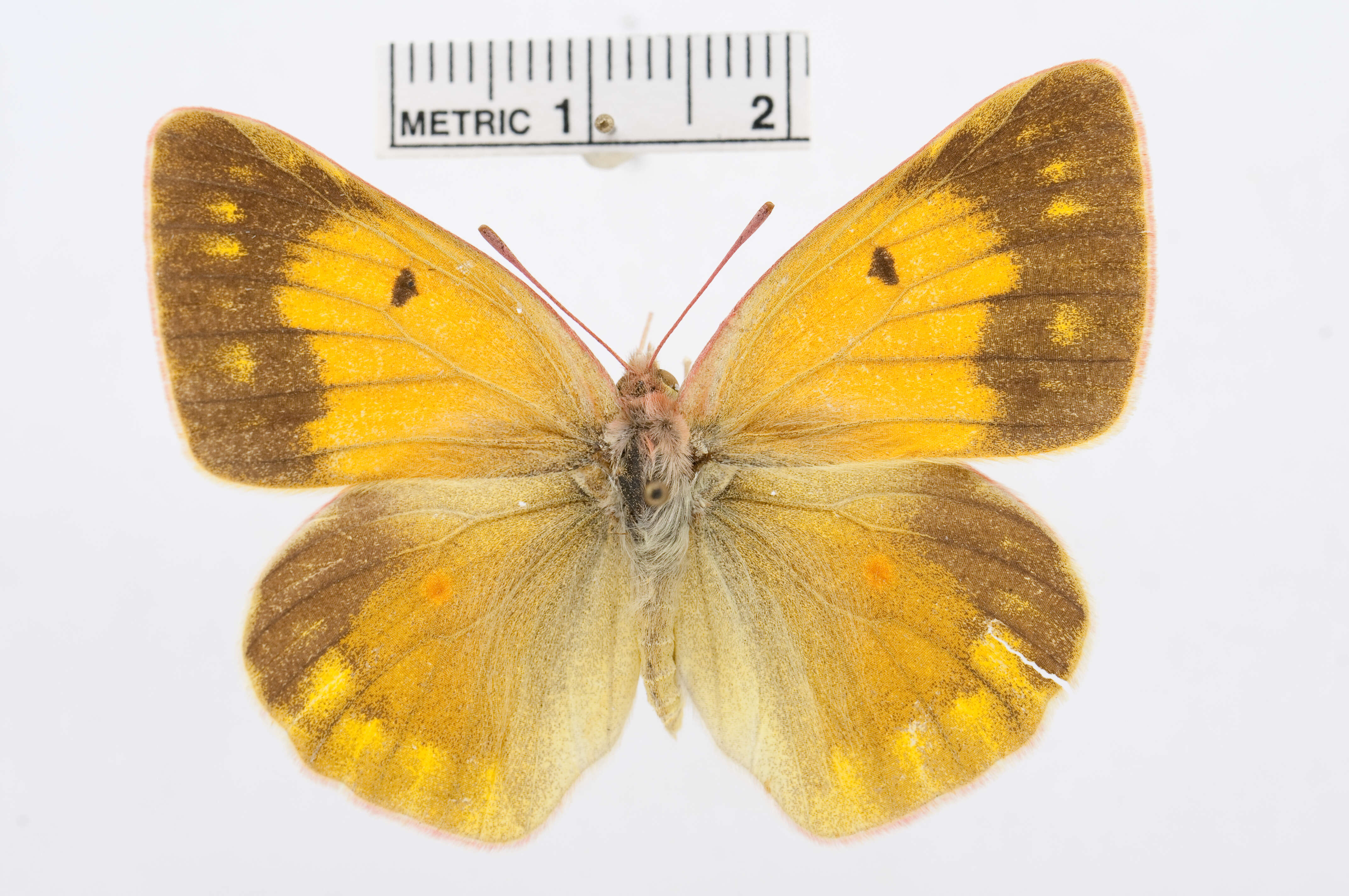 Plancia ëd Colias arida Alphéraky 1889