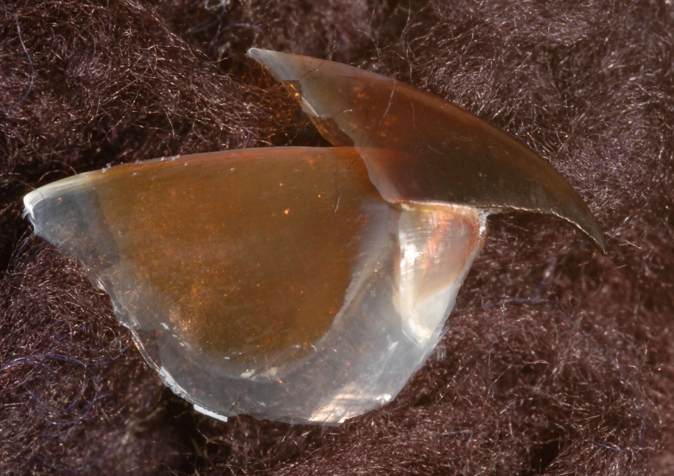 Image of Coffee bean scaled squid