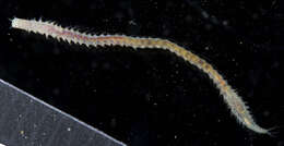 Image of red rock worm