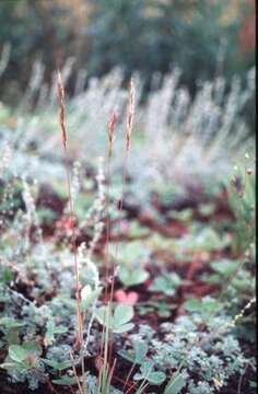 صورة Helictochloa hookeri (Scribn.) Romero Zarco