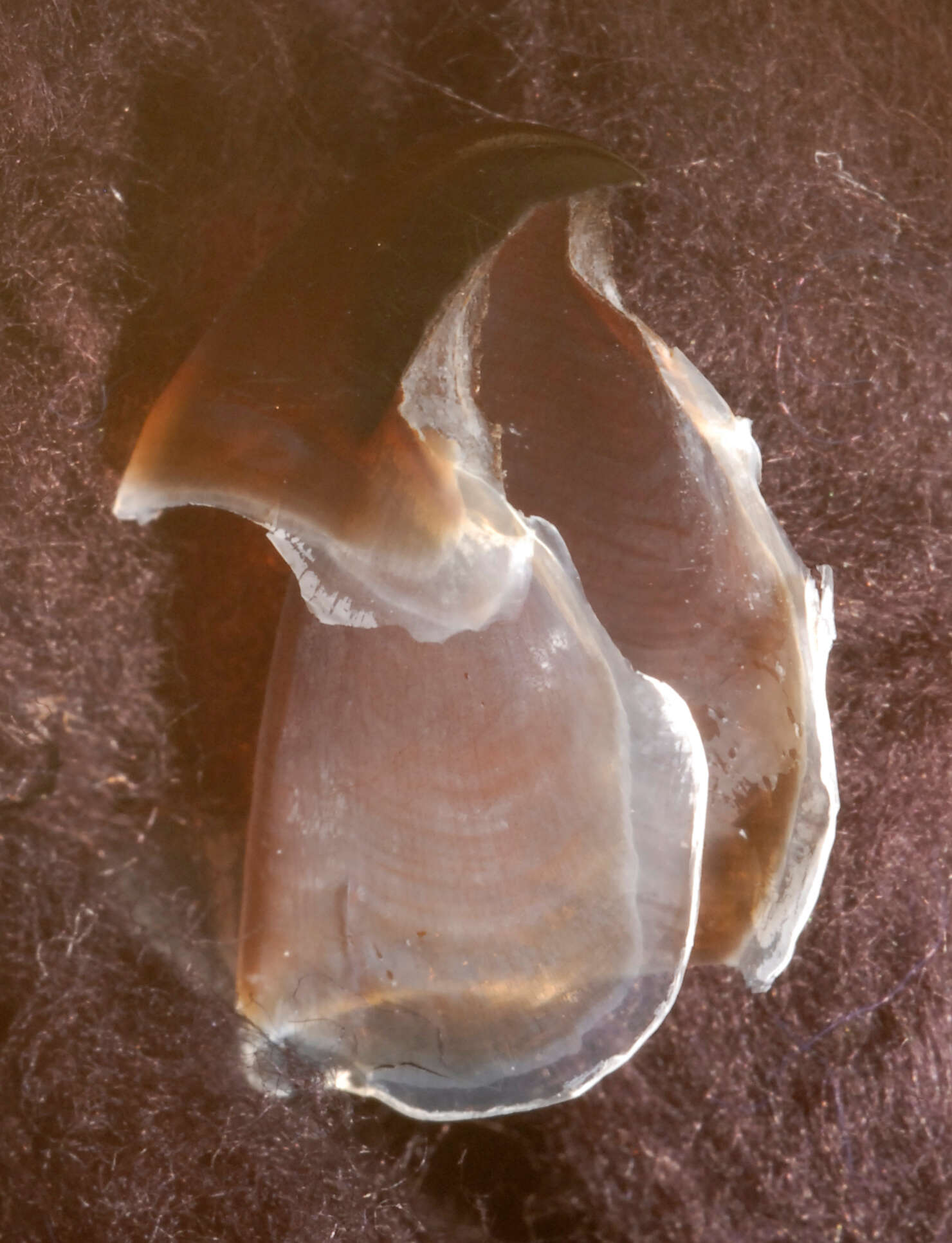 Image of Neoteuthis thielei Naef 1921