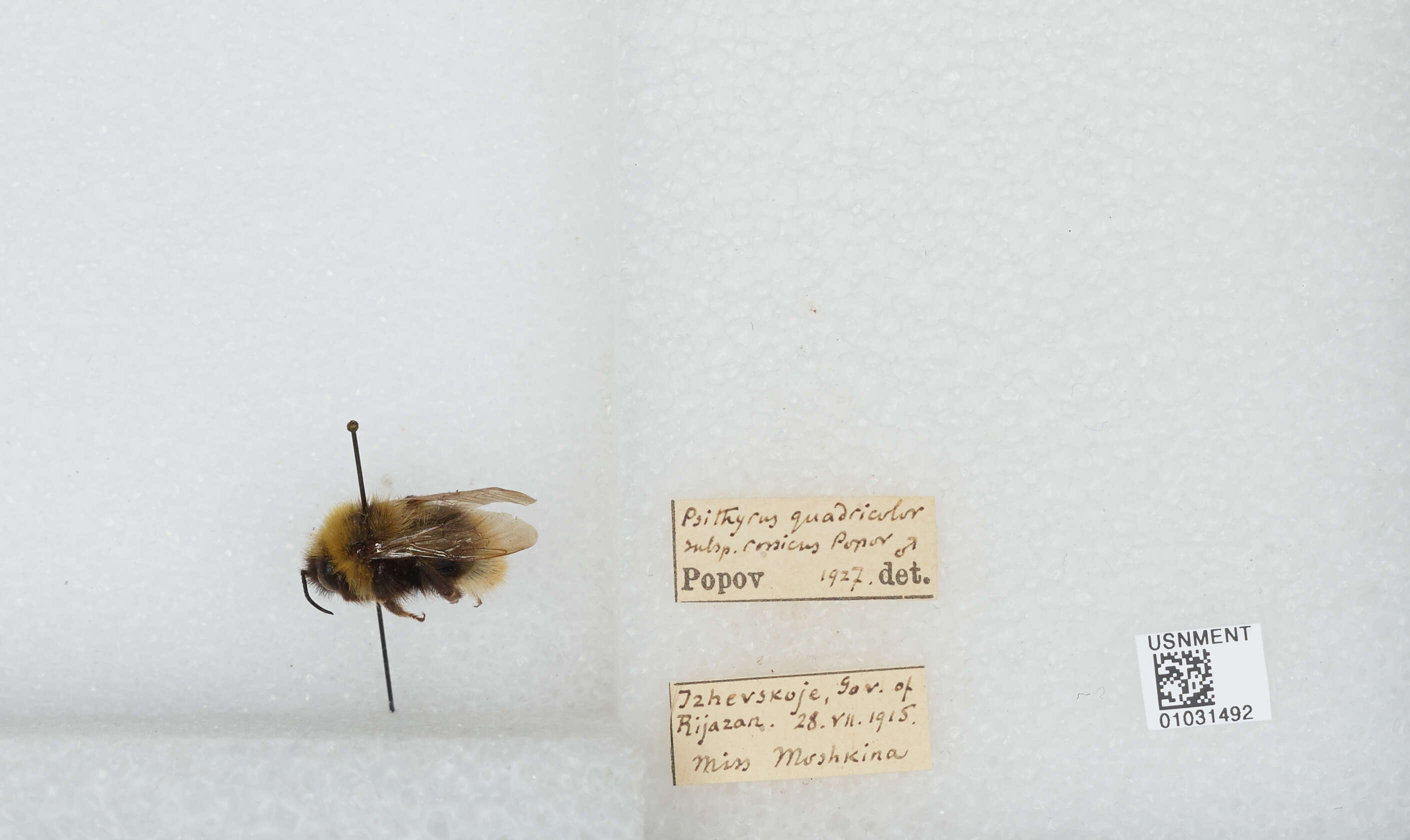 Image of Bombus quadricolor (Lepeletier 1832)